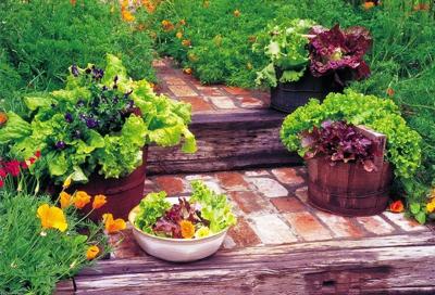 Lettuce Containers gigjpg.jpg (copy)