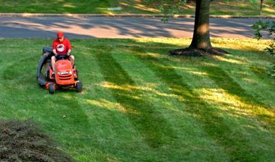 This week's gardening tips: replace freeze-damaged palms, apply lawn filler (copy)