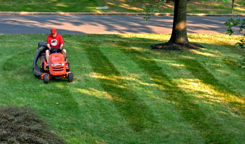 This week's gardening tips: replace freeze-damaged palms, apply lawn filler (copy)